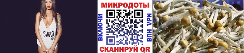 Псилоцибиновые грибы Psilocybine cubensis  Якутск 